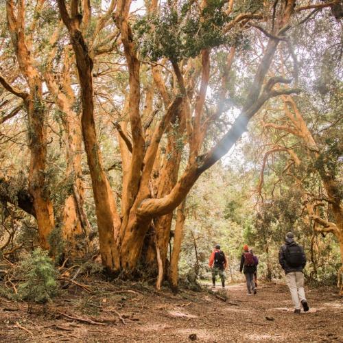 Bosque de Arrayanes