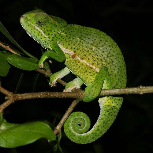 Avond Gamedrive in iSimangaliso Wetland Park