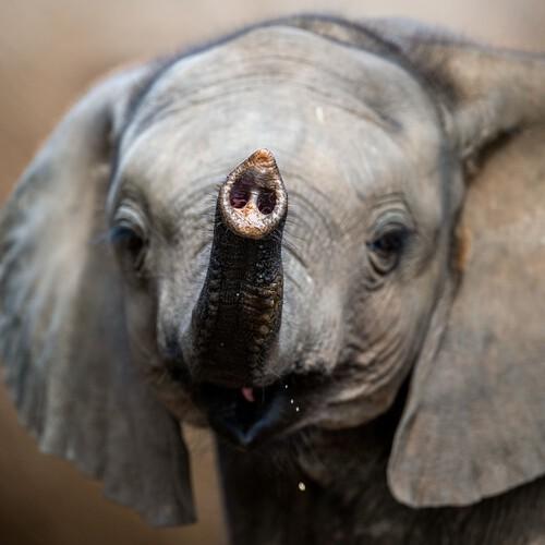 Baby olifantje in Kruger Nationaal Park