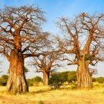 Bomen in Tarangire Nationaal Park