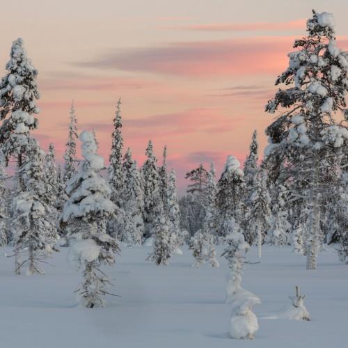 Natuur Luosto