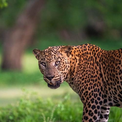 Luipaard in Yala National Park