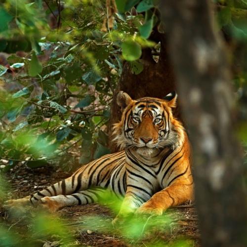 Tijger in Ranthambore Nationaal Park
