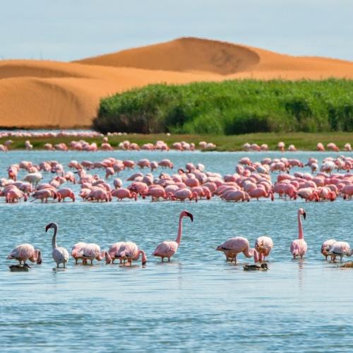Flamingo’s Walvisbaai