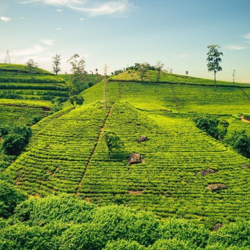Haputale, theeplantage