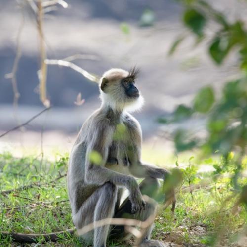 Langur aapje in Yala National Park 