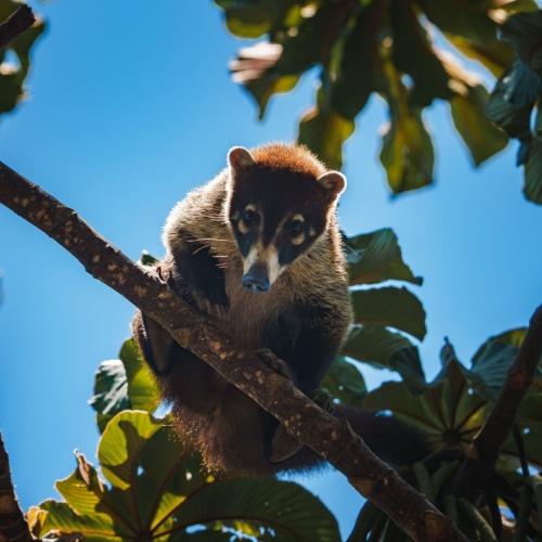 Neusbeer (Coati) in Manuel Antonio Nationaal Park