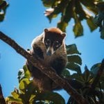 Neusbeer (Coati) in Manuel Antonio Nationaal Park