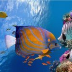 Hurghada, onderwaterwereld