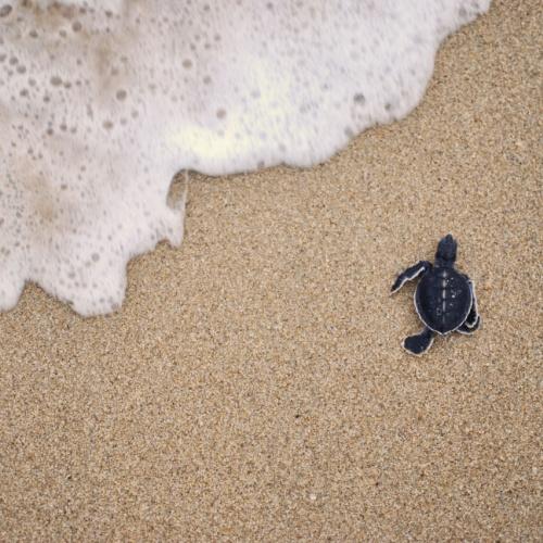 Baby schildpad in Cherating