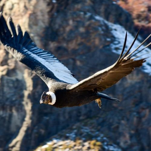 Condor 