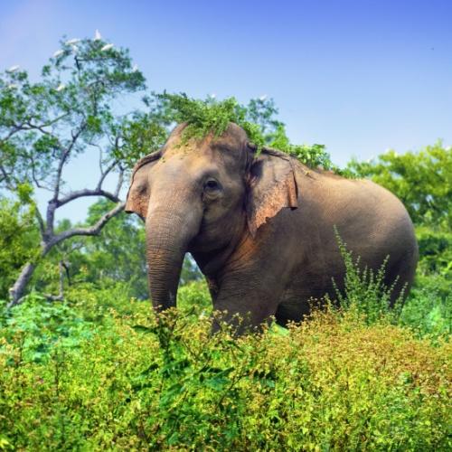 Wilpattu National Park, olifant