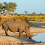 Neushoorn in Hoedspruit