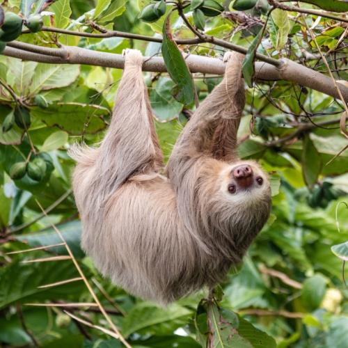 Luiaard in Cahuita