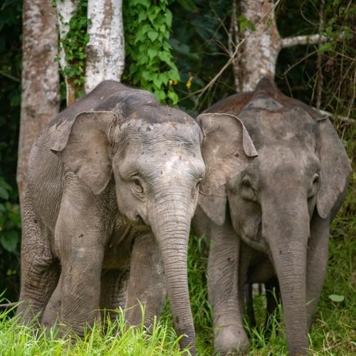 Olifanten aan de Kinabatangan rivier