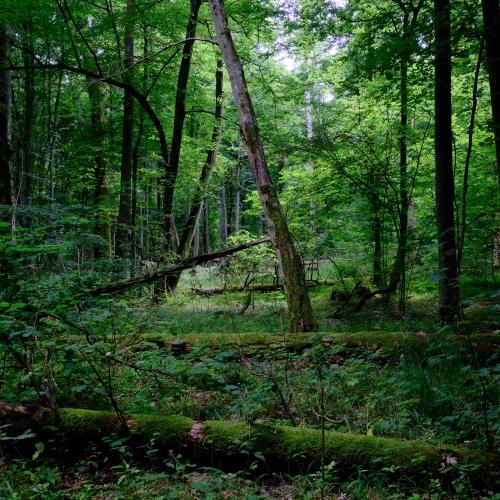 Białowieża