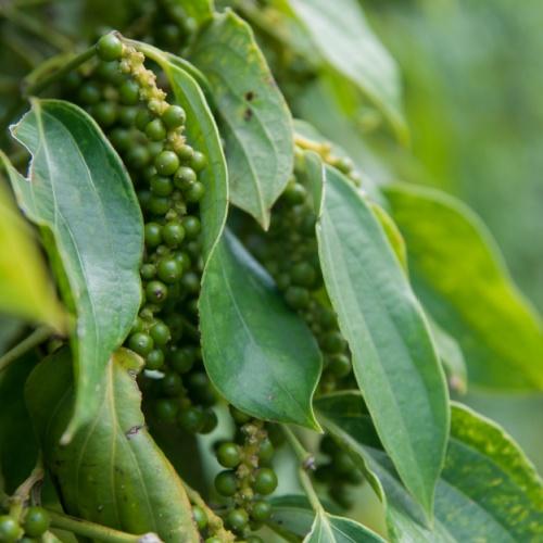Kampot-peper