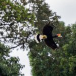 Vogel in Kinabatangan