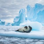 Antarctica