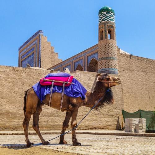 Kameel in Khiva