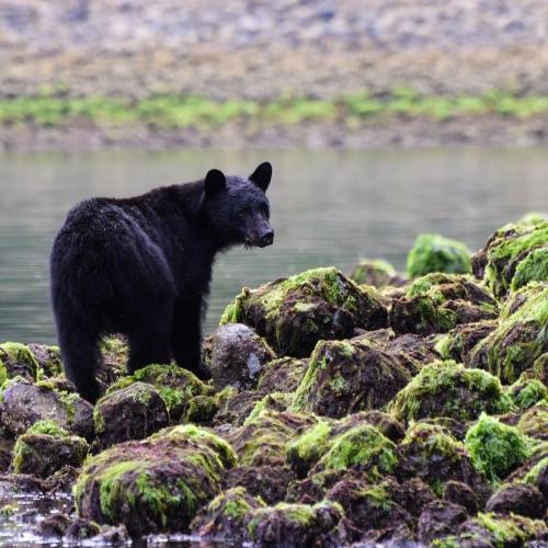 Zwarte beren spotten rondom Tofino
