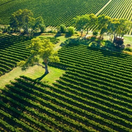 Wijngaarden in Barossa Valley