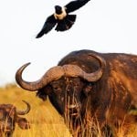 Buffalo, Hluhluwe-iMfolozi Park