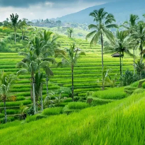 Rijstterrassen in Ubud
