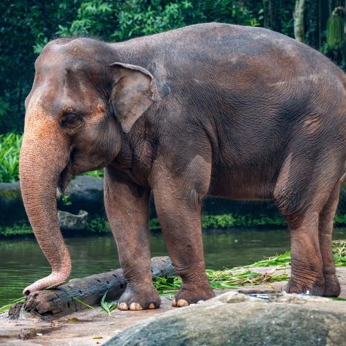 Cambodja, Aziatische olifant