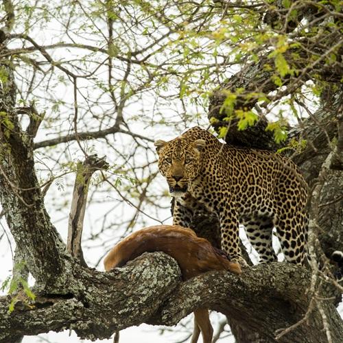 Luipaard in Serengeti, Tanzania