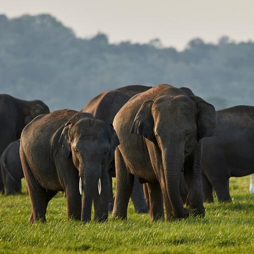 Sri Lanka, Olifanten in Kaudulla NP