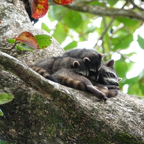 Cahuita Nationaal Park