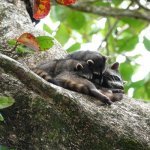Cahuita Nationaal Park