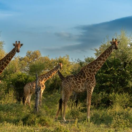 Giraffen in Kruger (Hoedspruit)