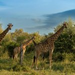 Giraffen in Kruger (Hoedspruit)