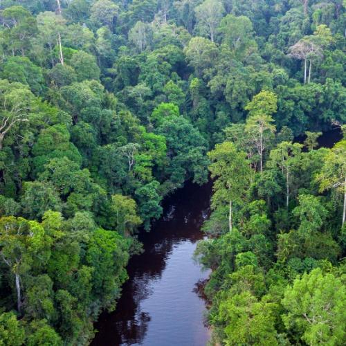 Taman Negara van bovenaf gezien