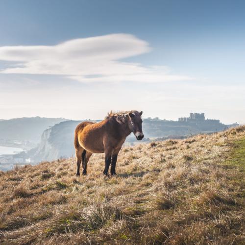 Exmoor, pony