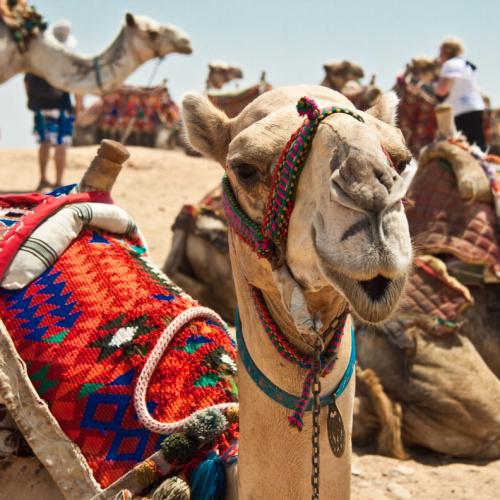 Een kameel in Egypte