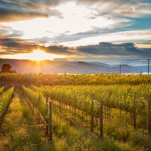 Wijngaarden Penticton, Okanagan Vallei