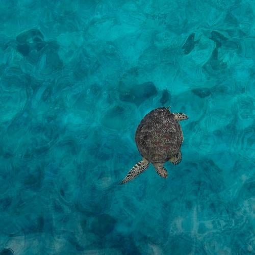 Schildpad Phang Nga