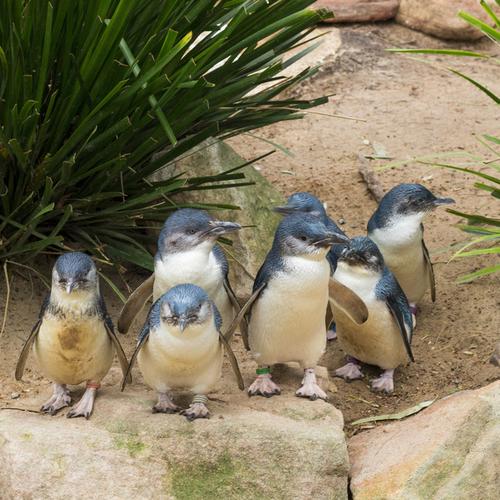Dagexcursie Phillip Island 