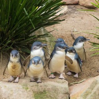 Dagexcursie Phillip Island