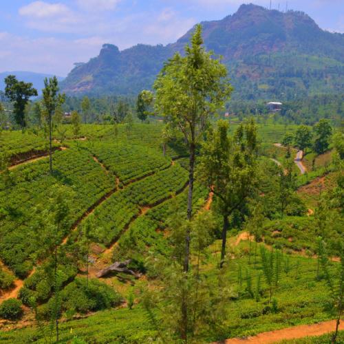 Bandarawela