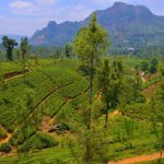 Bandarawela