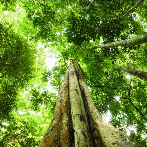 Een oude boom in Taman Negara Nationaal Park