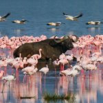 Buffels en Flamingo's bij Lake Nakuru