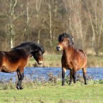 Exmoor pony
