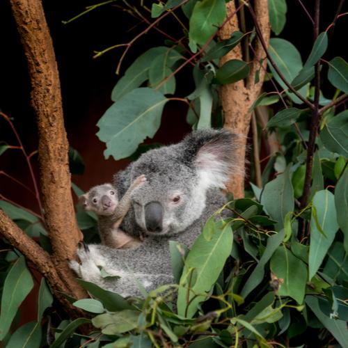 Een van de geliefde inwoners van Australië