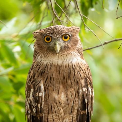 Ranthambore Nationaal Park, bruine visuil