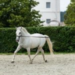 Sloveense kust, paardensport